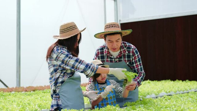 Parent and daughter are in the hydroponics vegetable garden greenhouse. Father and mother are teaching their daughters to know different kinds of vegetables to learning and development of the child.