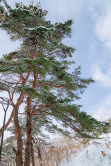 雪国の公園の林