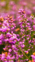 Macro de fleurs de bruyère sauvages, dans la forêt des Landes de Gascogne.  Elles sont abondantes en été