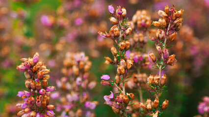Macro de fleurs de bruyère sauvages, dans la forêt des Landes de Gascogne.  Elles sont abondantes en été
