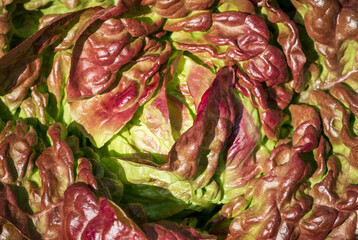 Red iceberg salad lettuce growing in a raised bed at the RHS Wisley garden, Surrey UK.