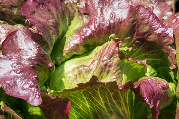 Red iceberg salad lettuce growing in a raised bed at the RHS Wisley garden, Surrey UK.