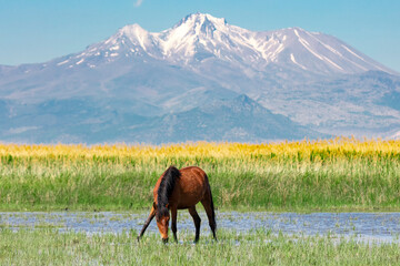 a wild horse and erciyes mountain behind it