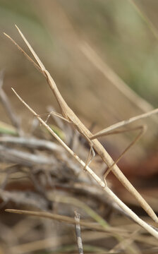 Stick insect on the grass. Langue de Barbarie National Park. Saint-Louis. Senegal.