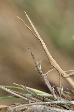 Stick insect on the grass. Langue de Barbarie National Park. Saint-Louis. Senegal.
