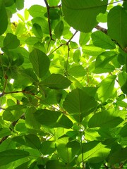 Green leaves and sunlight