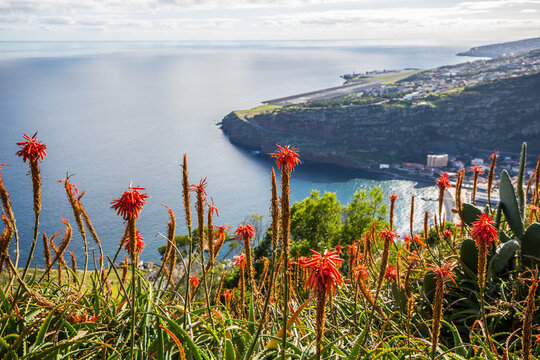 Aloe arborescens on Madeira with a sight on island and atlantic ocean