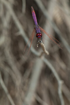 Male violet dropwing Trithemis annulata. Langue de Barbarie National Park. Saint-Louis. Senegal.
