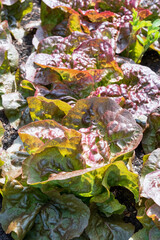 Red iceberg salad lettuce growing in a raised bed at the RHS Wisley garden, Surrey UK.