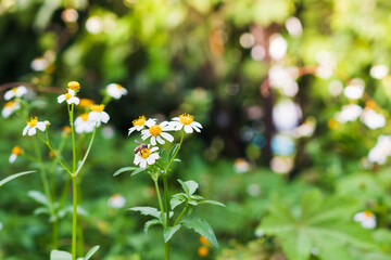 Beautiful nature with a bee perching on orange pollen of white flowers (daisies) blooming in spring forest.