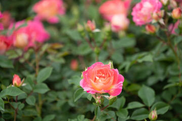 薔薇