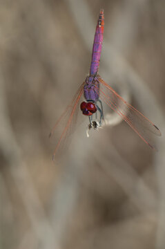 Male violet dropwing Trithemis annulata. Langue de Barbarie National Park. Saint-Louis. Senegal.