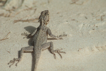 Common agama Agama agama. Langue de Barbarie National Park. Saint-Louis. Senegal.