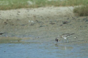 Whimbrel Numenius phaeopus catching a fiddler crab Afruca tangeri. Senegal River. Langue de...