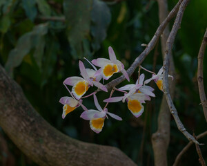Closeup view of colorful epiphytic tropical orchid species dendrobium gratiosissimum bright white,...