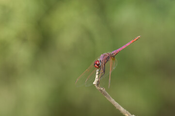 Male violet dropwing Trithemis annulata. Langue de Barbarie National Park. Senegal River. Saint-Louis. Senegal.