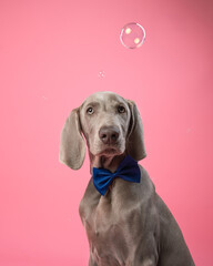 Cute Weimaraner puppy on a pink background