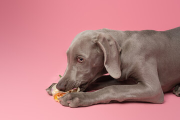 Cute Weimaraner puppy on a pink background