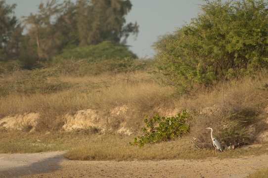 Grey heron Ardea cinerea in the Senegal River. Langue de Barbarie National Park. Saint-Louis. Senegal.