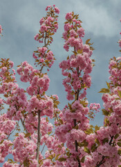 blossom sakura  tree