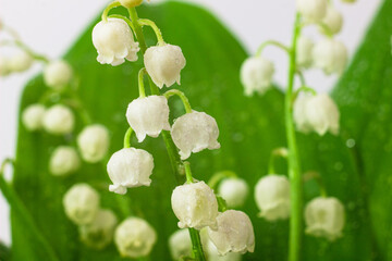 Lily of the valley flowers macro photo. Convallaria majalis also known as the American Lily of the...