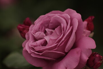pink rose