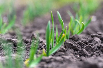 Young sprouts of green garlic on a bed in the garden