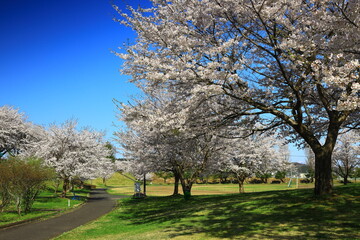 岩手県奥州市前沢区　満開の桜並木