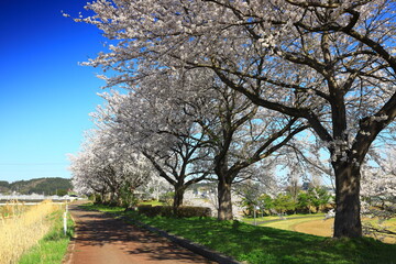 岩手県奥州市前沢区　満開の桜並木