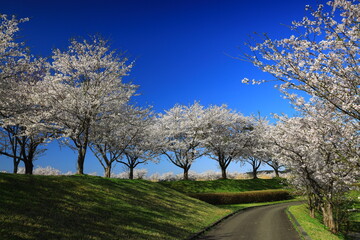 岩手県奥州市前沢区　満開の桜並木