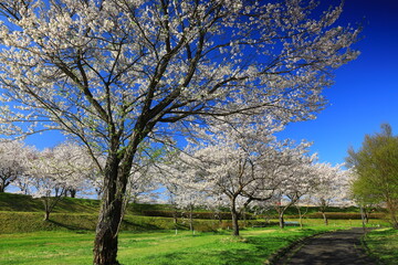 岩手県奥州市前沢区　満開の桜並木
