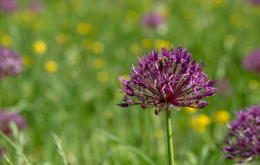 Cluster of purple allium flowers on tall stems growing in a grassy meadow. Photographed at RHS Wisley garden, Surrey UK.