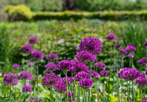 Cluster of purple allium flowers on tall stems growing in a grassy meadow. Photographed at RHS Wisley garden, Surrey UK.