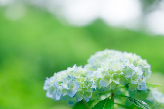 紫陽花images Browse 73 326 Stock Photos Vectors And Video Adobe Stock