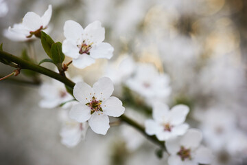 Beautiful background of wild plum blossoms. Close up macro. Single point focus