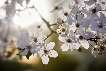 Obraz premium Beautiful background of wild plum blossoms. Close up macro. Single point focus