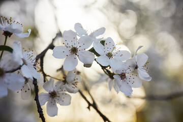 Beautiful background of wild plum blossoms. Close up macro. Single point focus