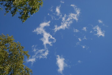 Branches of high birch with green leaves. Against the background of a blue sky with small white clouds, several curved birch branches with green leaves.