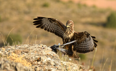 aguila ratonero cazando una paloma