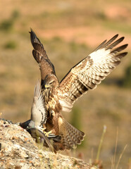 aguila ratonero cazando una paloma