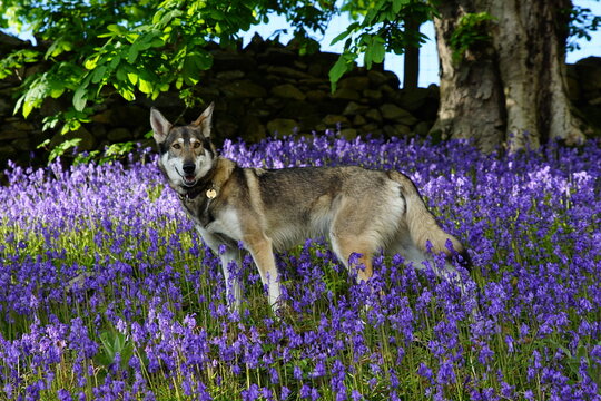 Direwolf in the bluebells, Barbondale, Cumbria, Yorkshire Dales National Park