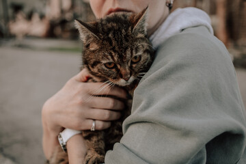 Bucha, Kyiv region, Ukraine - May 1, 2022: Russia's war in Ukraine. Abandoned pets. Hungry scared cat in the frame - obrazy, fototapety, plakaty