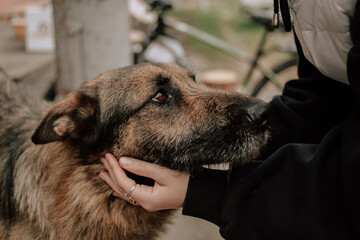 Bucha, Kyiv region, Ukraine - May 1, 2022: Russia's war in Ukraine. Hungry stray dog