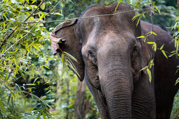Wild asian elephant in the jungle of Cambodia, South East Asia
