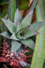 Pineapple flower blooming 