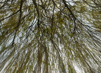 A tent of willow branches with young spring leaves against the sky