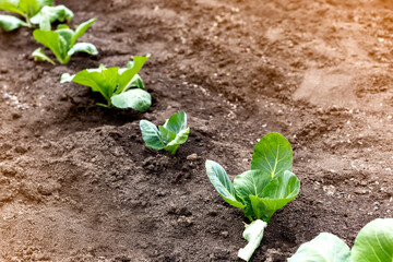 young cabbage in the garden