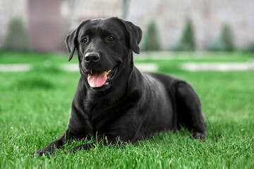 black labrador retriever on the grass