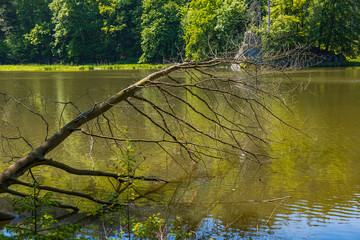 Long old branch of fallen tree over Modre lake