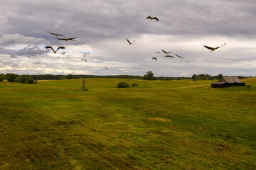 Drone view of meadow and flying storks